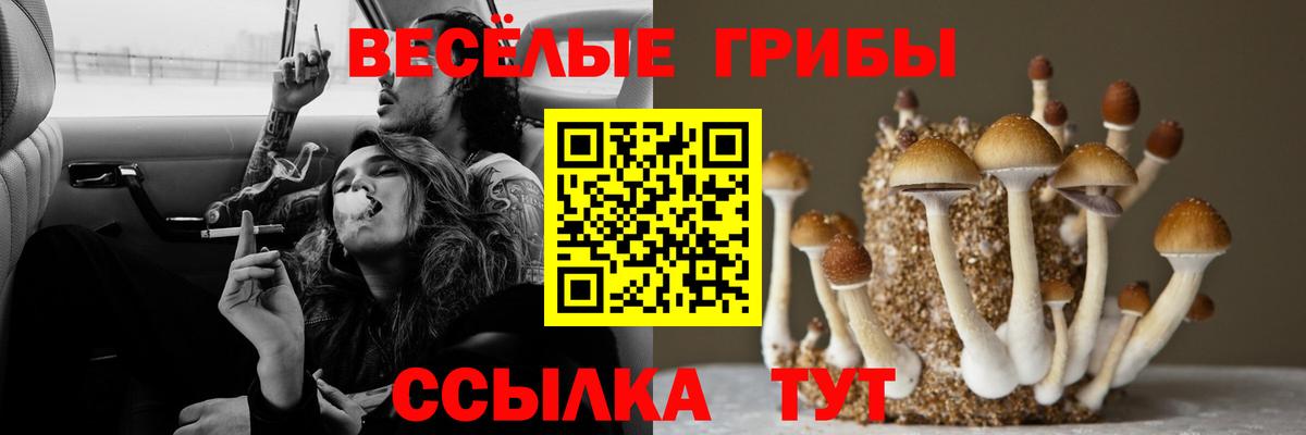 Псилоцибиновые грибы MAGIC MUSHROOMS  Галлюциногенные грибы Cubensis  Избербаш  Вход с VPN 